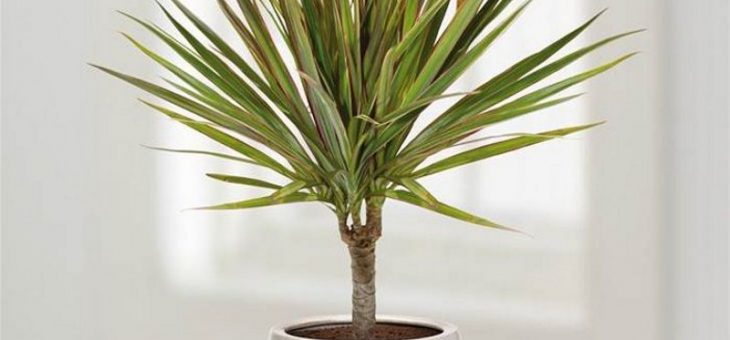 Драцена в интерьере – Драцена: уход в домашних условияхLUX-DEKOR.RU — Портал о строительстве, ремонте и дизайне интерьеров | LUX-DEKOR.RU