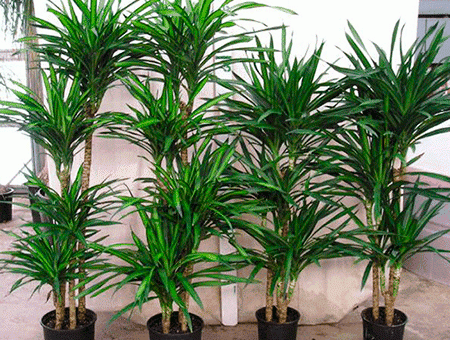 Драцены что это – уход в домашних условиях, как правильно ухаживать за цветком драцена в горшке, фото, видео