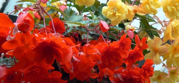 Дрега бегония – Классификация бегоний по группам — Комнатные растения и цветы. Florets.ru