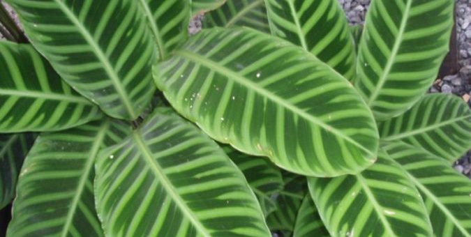 Двухцветная маранта фото