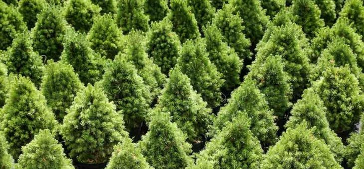 Еловый лапник фото – Где взять лапник? Для укрытия роз на зиму. Все пишут что укрывают им, а где берете? У каждого в саду по ёлке растет?