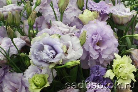 Эустома фото и выращивание с корня – Лизантус или эустома многолетняя: посадка и уход фото, выращивание из семян на Урале, лизантус размножение корнем