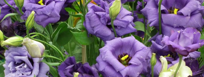 Эустома лизиантус фото – посадка, уход, выращивание из семян в домашних условиях и в открытом грунте, в том числе многолетних сортов. Фото разных серий цветов.