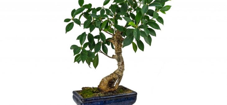 Фикус бенджамин фото – Фикус Бенджамина — уход в домашних условиях, пересадка, обрезка и формирование кроны, приметы и суеверия, видео