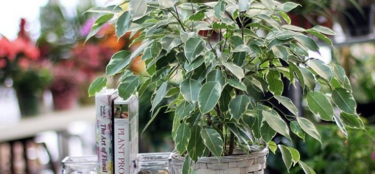 Фикус бенджамина анастасия фото – Фикус Анастасия фото и уход в домашних условиях, размножение и как ухаживать если опадают листья, где купить и его цена