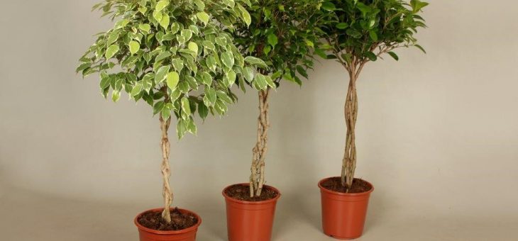 Фикус бенджамина картинка – Фикус Бенджамина — уход, выращивание, обрезка, посадка. Болезни Фикус Бенджамина. Фикус Бенджамина фото.