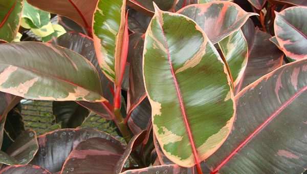 Фикус бенджамина картинка – Разновидности фикусов — фото с названиями каучуконосного, микрокарпа, бенгальского, лировидного, робуста, мелани, кинки, видео