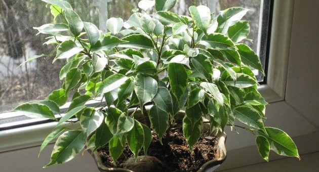 Фикус вианди фото – Разновидности фикусов — фото с названиями каучуконосного, микрокарпа, бенгальского, лировидного, робуста, мелани, кинки, видео