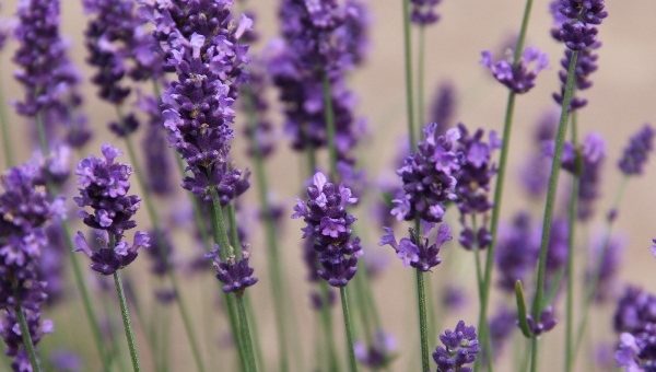 Фиолетовых в тонах цветы – Фиолетовые цветы виды. Цветы фиолетового цвета. Названия, описание, значение цветов фиолетового цвета