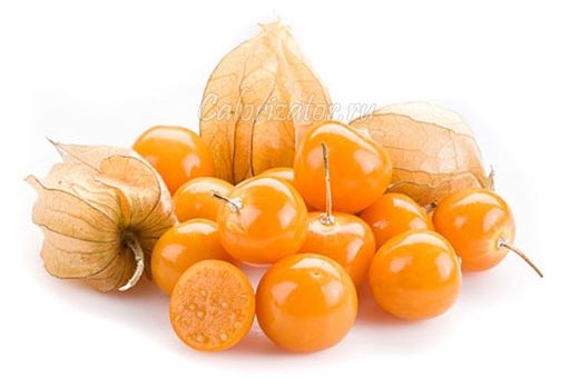Физалис какой бывает – Физалис — полезные свойства и калорийность, применение и приготовление, в чем польза и вред продукта физалис — фрукты