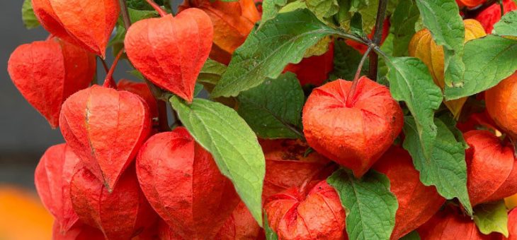 Физалис земляничный фото – посадка и размножение, выращивание и уход. Сорта и виды физалиса, вредители и болезни, подкормка и полив, высадка в грунт, фото и видео