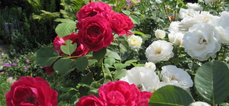 Флорибунда фото – Садовая роза Флорибунда, как ухаживать за королевой сада,особенности посадки и цветения, сорта с названиями и фото