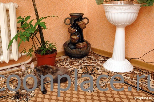 Фонтан в квартире своими руками без насоса – Уход за комнатным декоративным фонтаном. Ремонт фонтана своими руками.