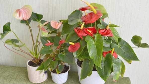 Фото антуриум зеленый – уход в домашних условиях, виды цветов (хрустальный, микс, Шерцера, Андре чемпион и т.д.), посадка, пересадка, размножение, болезни и вредители, фото и видео