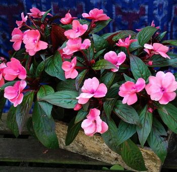 Фото бальзамин растение