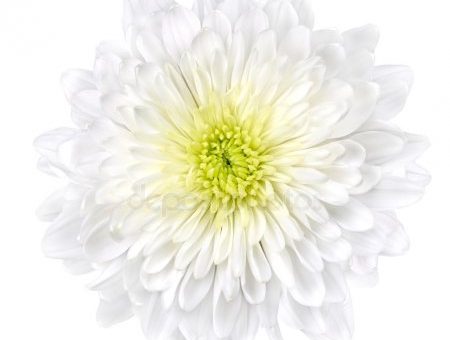 Фото белая хризантема – фотографии и изображения хризантема, скачать картинки на Depositphotos®