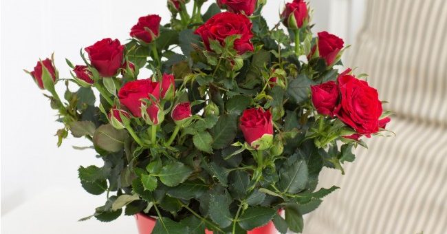 Фото чайная роза домашняя – фото как цветет, уход в саду, почему так называется, как выглядит, выращивание комнатной дома, посадка