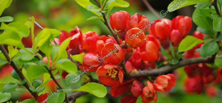 Фото цвет айва – Айва японская – украшение декоративного сада: агротехника, посадка и правильный уход за культурой