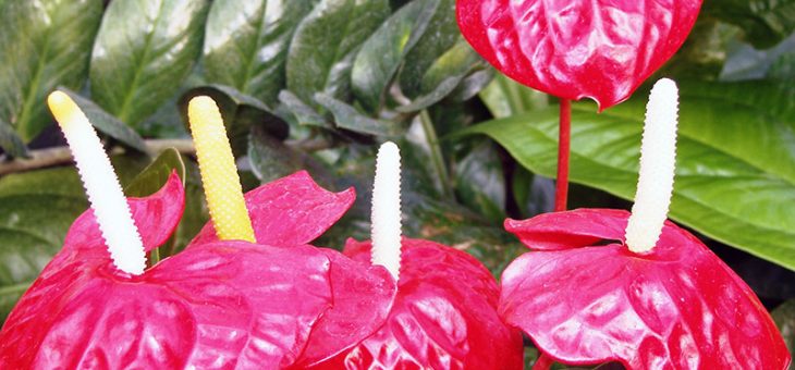 Фото цветка антуриума – Фото Антуриума Андрэ, Бейкера, величественного, Гукера, лазящего, многождырассеченного, хрустального и Шерцера