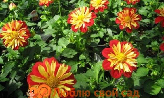 Фото цветка астра – Астры Фото Цветы !!! Многолетние Однолетние Рассада Посадка и Уход Домашние Разведение В Условиях Куплю Продажа Ежедневное Обновление Содержание