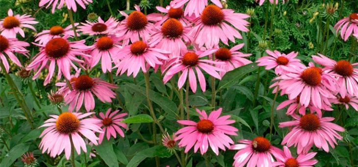 Фото цветов астра китайская – Фото цветка астра – Астры Фото Цветы !!! Многолетние Однолетние Рассада Посадка и Уход Домашние Разведение В Условиях Куплю Продажа Ежедневное Обновление Содержание