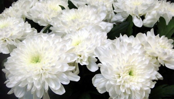 Фото цветов белые хризантемы