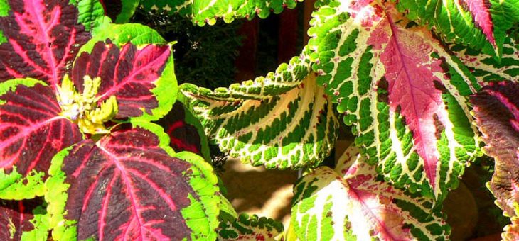 Фото цветы колеус – выращивание из семян в домашних условиях, как посадить, собачий, Аватар, другие виды и сорта, видео