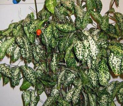 Фото драцена годсефа