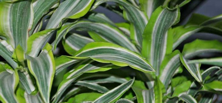 Фото драцена канарская – Фото Драцены Сандера, окаймленной, душистой, деремской (деременской), Голдена, канарской, побегообразующей и прочих