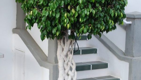 Фото фикус бенджамина старлайт – Цветок фикус Бенджамина: как выращивать и ухаживать за ним в домашних условиях, разновидности и названия фикусов, как заплести ствол и сформировать крону фото и видео