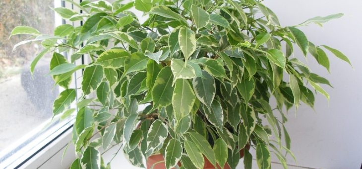 Фото фикусы бенджамина – Фикус Бенджамина — уход в домашних условиях, пересадка, обрезка и формирование кроны, приметы и суеверия, видео