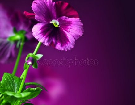 Фото фиолетовая – Картинки фото фиолетовые цветы, Стоковые Фотографии и Роялти-Фри Изображения фото фиолетовые цветы