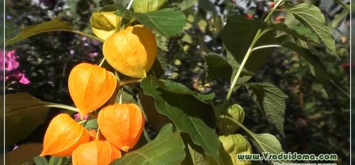 Фото физалис ананасовый – Физалис выращивание. Физалис ананасный. Физалис полезен. Физалис земляничный. Физалис овощной. Физалис декоративный. Физалис мармеладный. Как вырастить физалис. Посадка физалиса. Растение физалис. Физалис: рассада