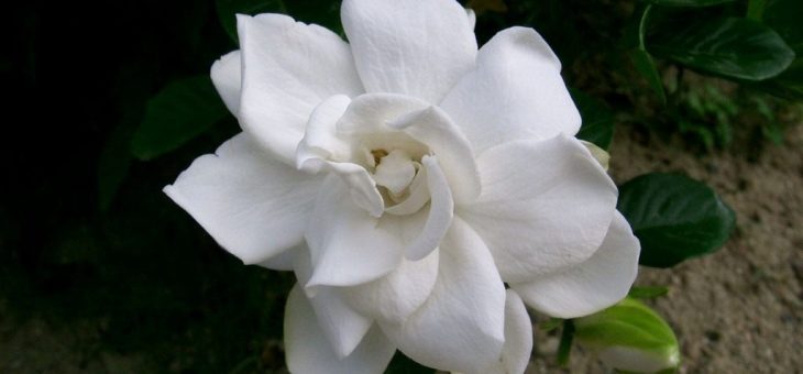 Фото гардении – Гардения. Уход, выращивание, размножение. Болезни и вредители. Сорта, виды. Цветок. Фото. — Ботаничка.ru