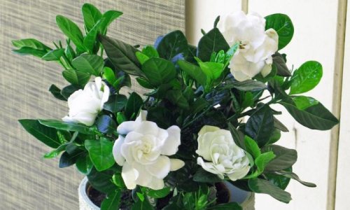 Фото гардении – виды, уход в домашних условиях, как ухаживать за жасминовидной, почему чернеют, опадают листья