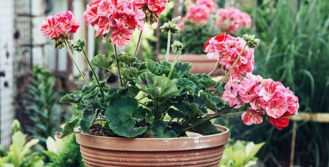 Фото герань уход – Герань: уход в домашних условиях, рекомендации по выращиванию. Регулярное цветение герани: уход за ней дома, секреты (фото)