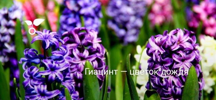 Фото гиацинтов – Гиацинт — цветок дождя. Посадка, уход, размножение, выращивание, хранение. Болезни, вредители. Фото — Ботаничка.ru
