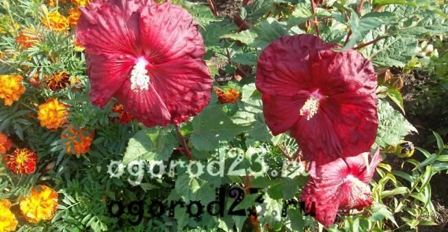 Фото гибискус с пестрыми листьями – фото цветка, ботаническое описание, особенности ухода и размножения в домашних условиях, болезни и вредители, а также подобные растения