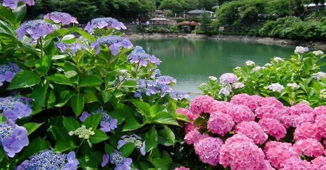 Фото гортензия в саду