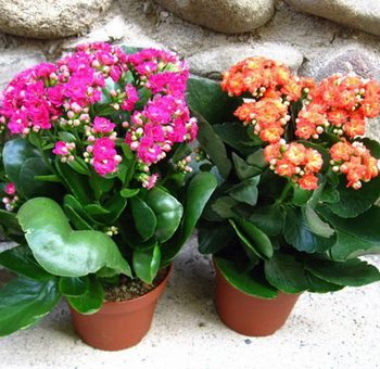 Фото и названия каланхоэ