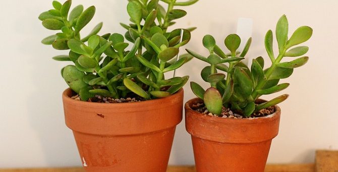 Фото и описание денежное дерево – фото, как цветет толстянка в домашних условиях, как выглядит комнатное растение и какие должны быть листочки у серебристой, какое название по научному, а также описание цветов и особенности ухода за ними