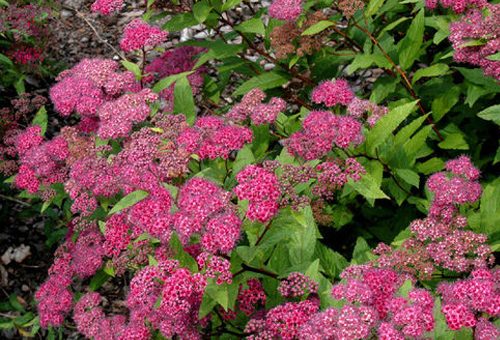 Фото и описание спирея японская – Спирея японская Фробели (Spiraea japonica Froebelii),купить спирею,саженцы спиреи,спирея сорта,спирея посадка и уход,кустарники декоративные,цветы кустарники,цветущие кустарники,спирея описание,кустарник спирея,спирея фото,саженцы спиреи купить