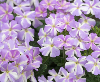 Фото и описание вербена – что это за травянистое растение, разновидности, фото цветов, листьев, описание необычайного аромата, а также где растет, правила ухода и выращивания.