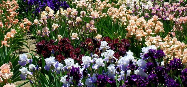 Фото ириса – посадка и уход в открытом грунте, выращивание и размножение сорта, фото, сочетание в ландшафтном дизайне