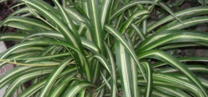 Фото как цветет хлорофитум – фото, польза для дома и приметы, правила ухода в домашних условиях и размножение цветка