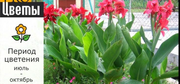 Фото канна – Канна(Canna). Описание, выращивание, посадка и уход. Программа PRO Цветы (ПРО Цветы) | flokus.ru