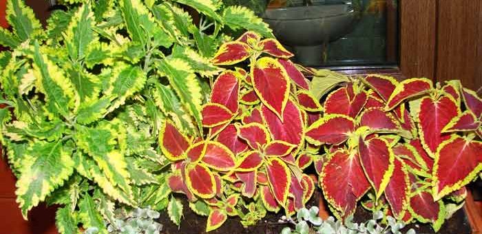 Фото колеус в горшке – Колеус – посадка и уход в открытом грунте. Виды и сорта колеуса с фото