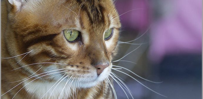 Фото кошки домашней – Фотографии кошек — фотографии кошек и котят, фотографии домашних кошек – ФотоКто