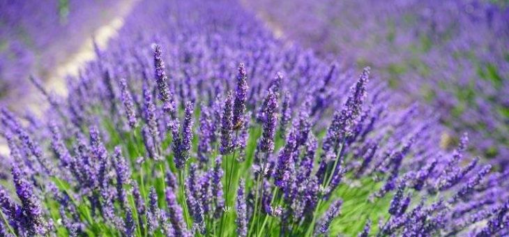 Фото лаванда листья – посадка в открытый грунт в саду, в домашних условиях, в Подмосковье, в Ленинградской области, размножение цветка, уход