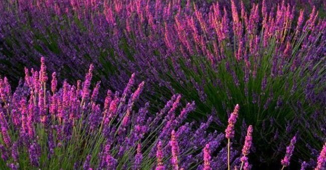 Фото лаванды в хорошем качестве – фото и описание видов, посадка, уход и выращивание лаванды, обрезка растения